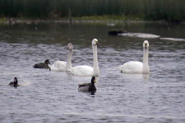 Two Spoonbills